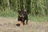 AIREDALE TERRIER 079